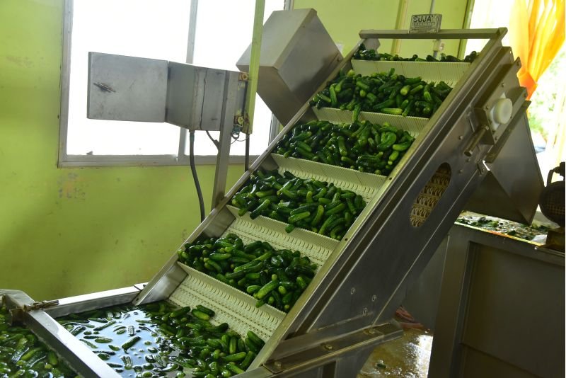 Preserved Gherkins 03