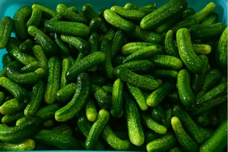 Preserved Gherkins 04