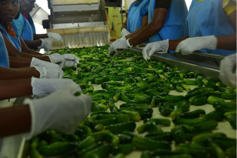 Preserved Gherkins 05