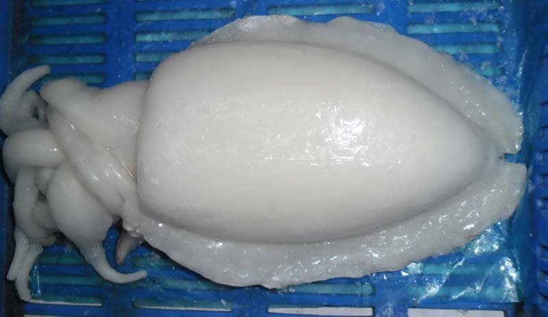 Frozen Cuttlefish 04