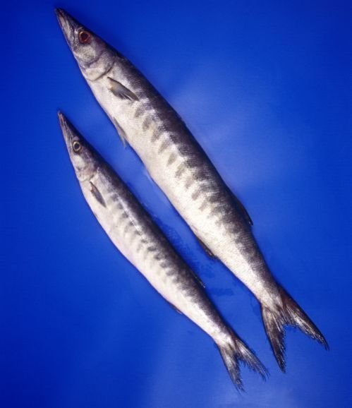 Baracuda