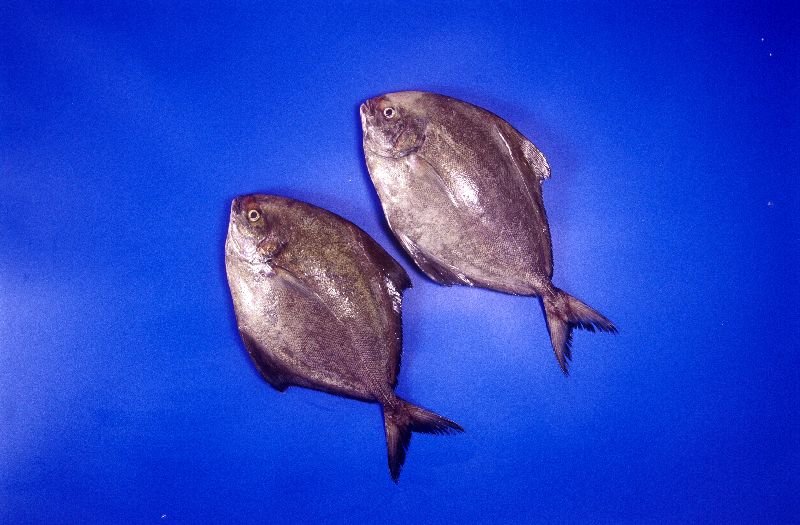 Black Pomfret