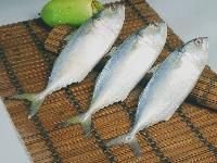 Indian Mackerel (Rastrelliger Kanagurta)