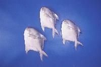 Silver Pomfret (Pampus Argenteus)