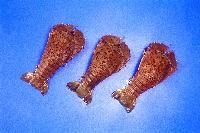 Whole Raw Sand Lobster