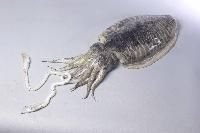 Whole Round Cuttlefish - Fresh