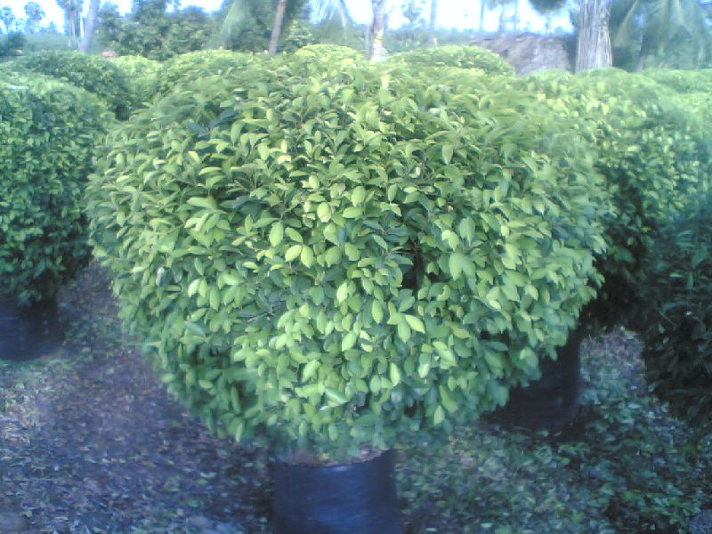 Ficus Panda