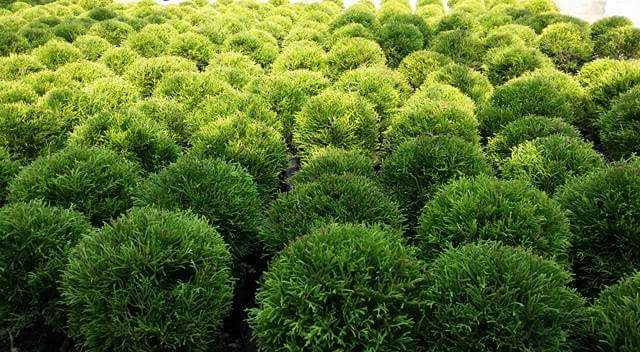 GOLDEN THUJA BALL