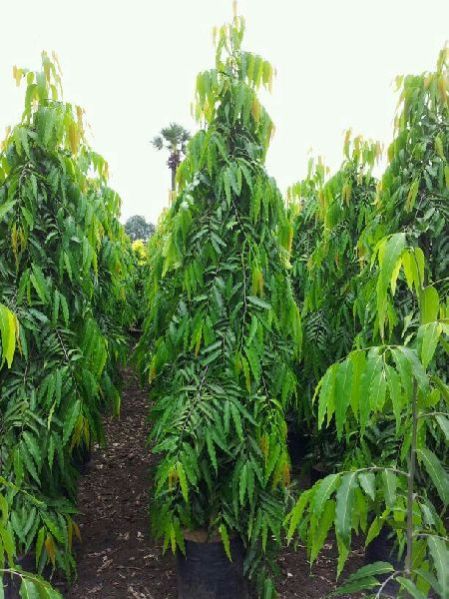 POLYALTHIA LONGIFOLIA PENDULA