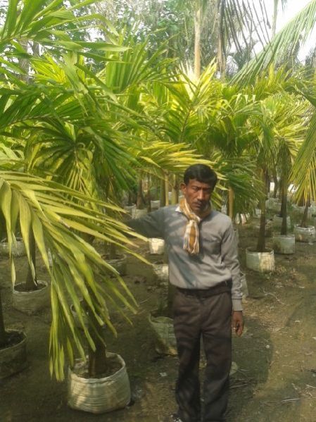 Vertchia Merrill gold