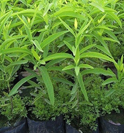 Sandalwood Plant 01