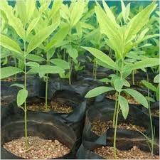 Sandalwood Plant 02