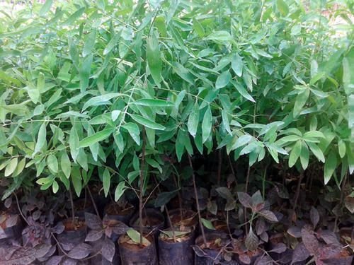 Sandalwood Plant 03