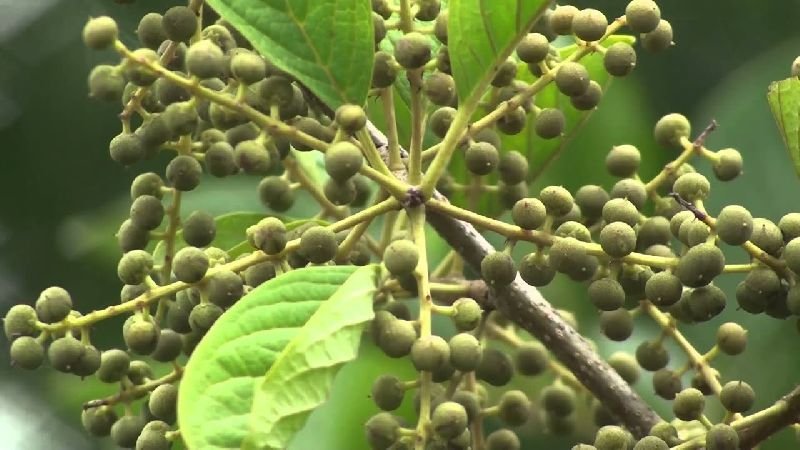 Vidanga Embelia Ribes 02