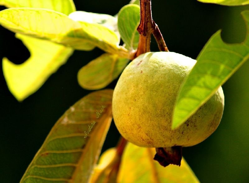 Guava
