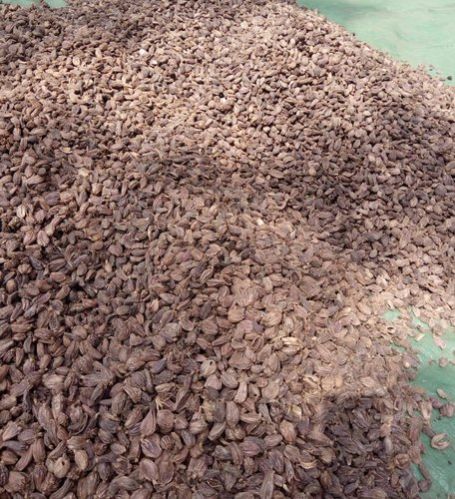 Organic Large Cardamom 01