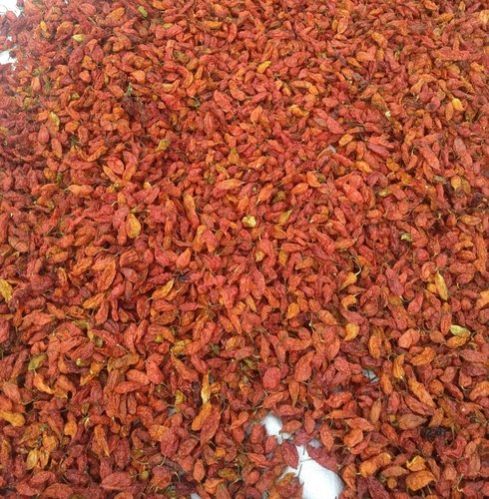 Red King Chilli 01
