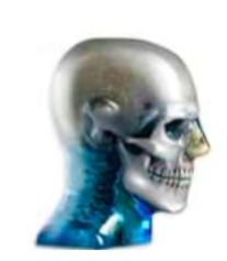Dental & Diagnostic Head Phantom