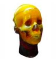 MRI Anthropomorphic Head Phantom