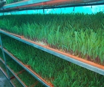 Hydroponic Green Fodder Machine 05