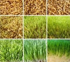 Hydroponic Green Fodder Machine 07