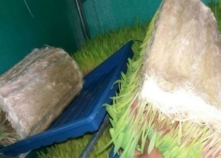 Hydroponic Green Fodder Machine 09