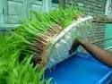Hydroponic Green Fodder Machine 10