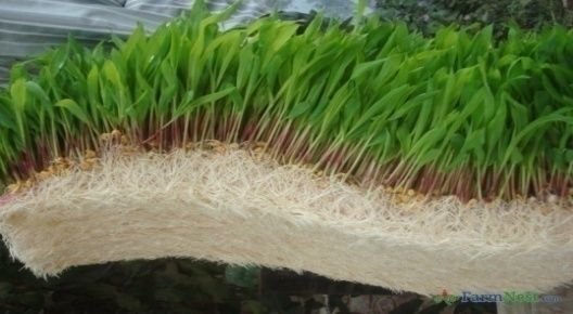 Hydroponic Green Fodder Machine 11