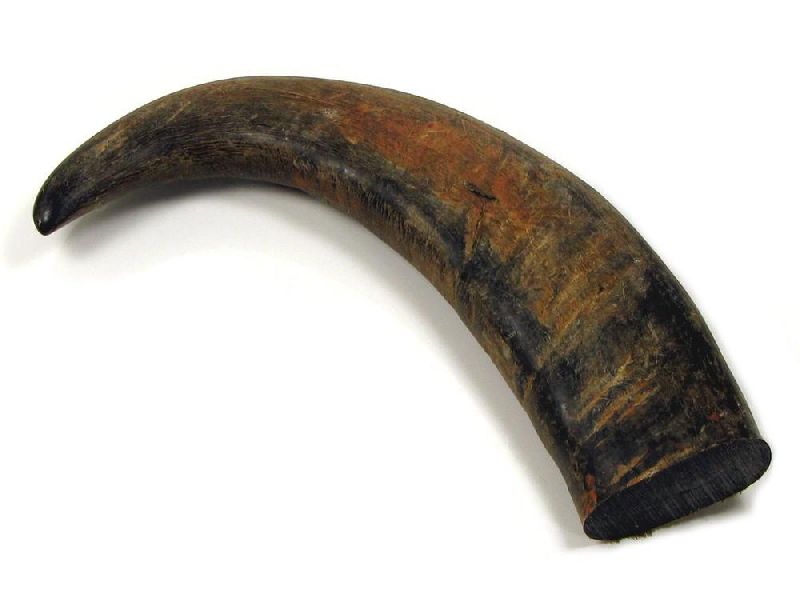 Buffalo horn tip 01