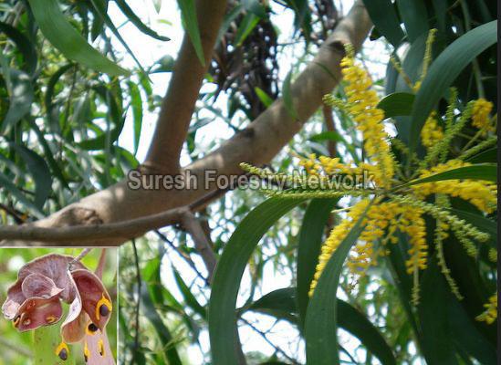 Acacia Aurifuliformis