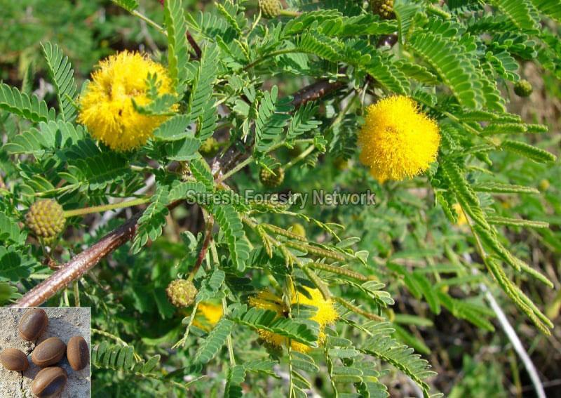 Acacia Farnesiana
