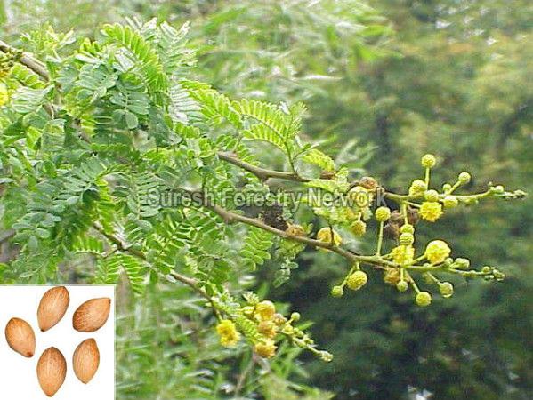 Acacia Lenticularis