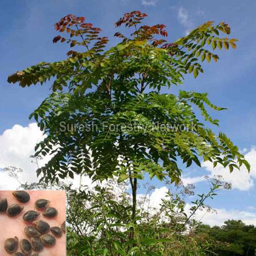 Acrocarpus Fraxinifolius