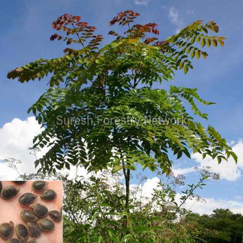 Acrocarpus Fraxinifolius