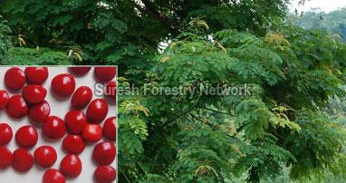 Adenanthera Pavonina