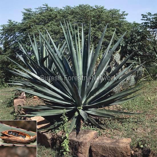 Agave Americana