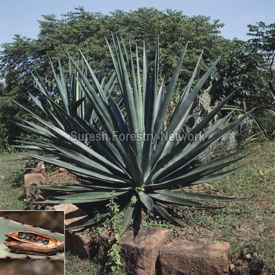 Agave Americana
