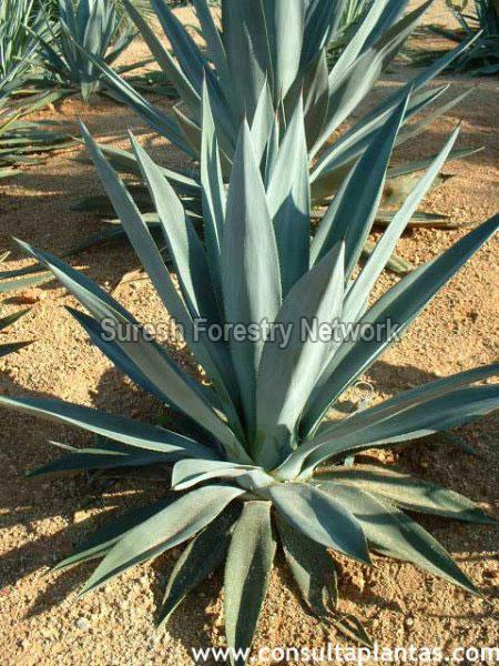 Agave Sisalana