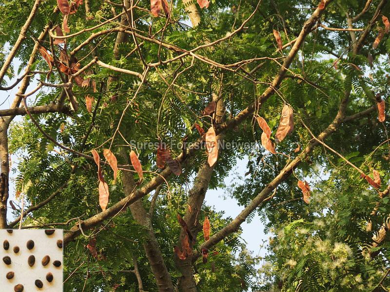 Albizia Odoratissima