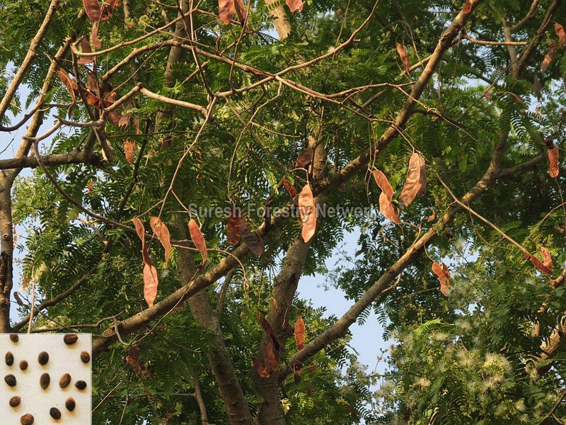 Albizia Odoratissima