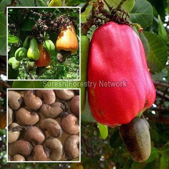 Anacardium Occidentale