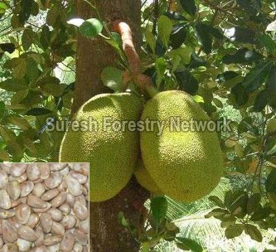 Artocarpus Integra