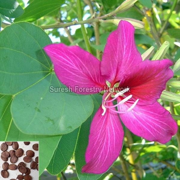 Bauhinia Purpurea