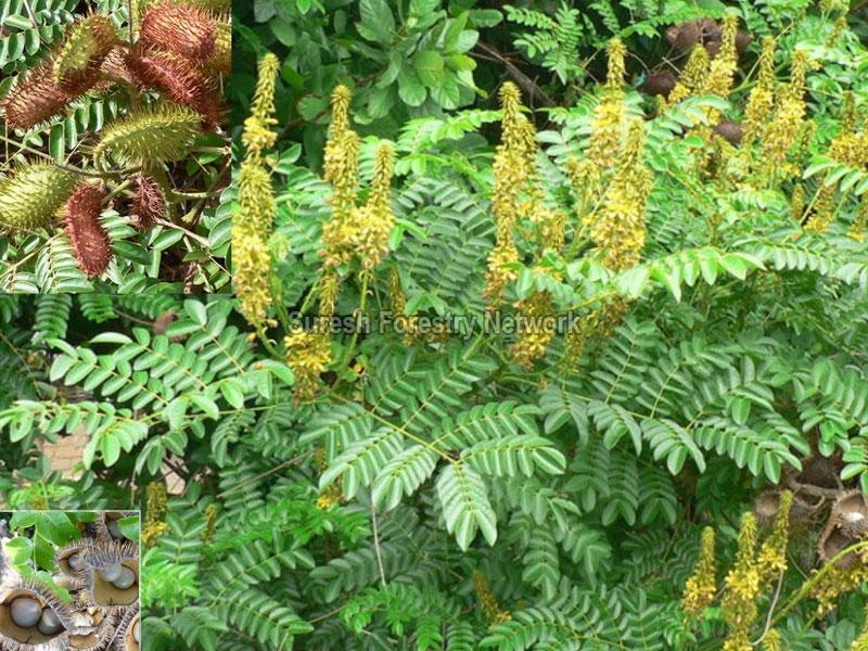 Caesalpinia Bonducella