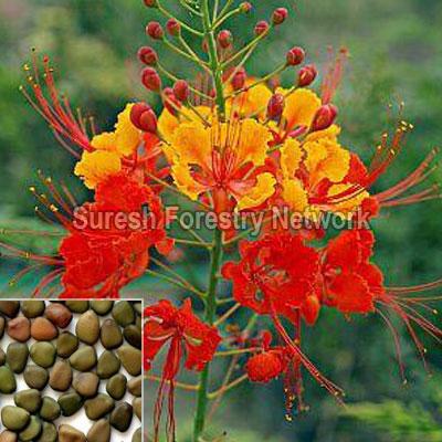 Caesalpinia Pulcherrima