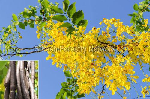 Cassia Fistula