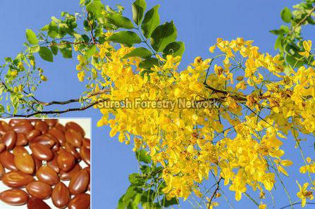 Cassia Fistula