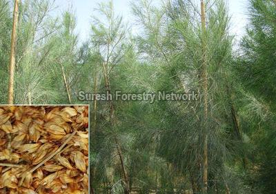 Casuarina Equisetifolia