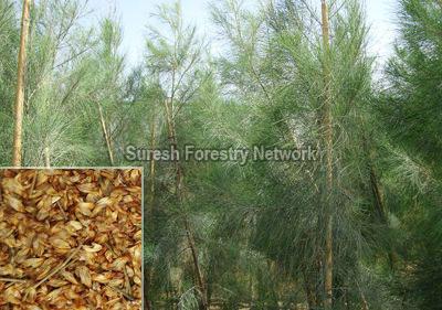 Casuarina Equisetifolia