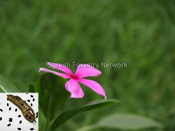 Catharanthus Roseus